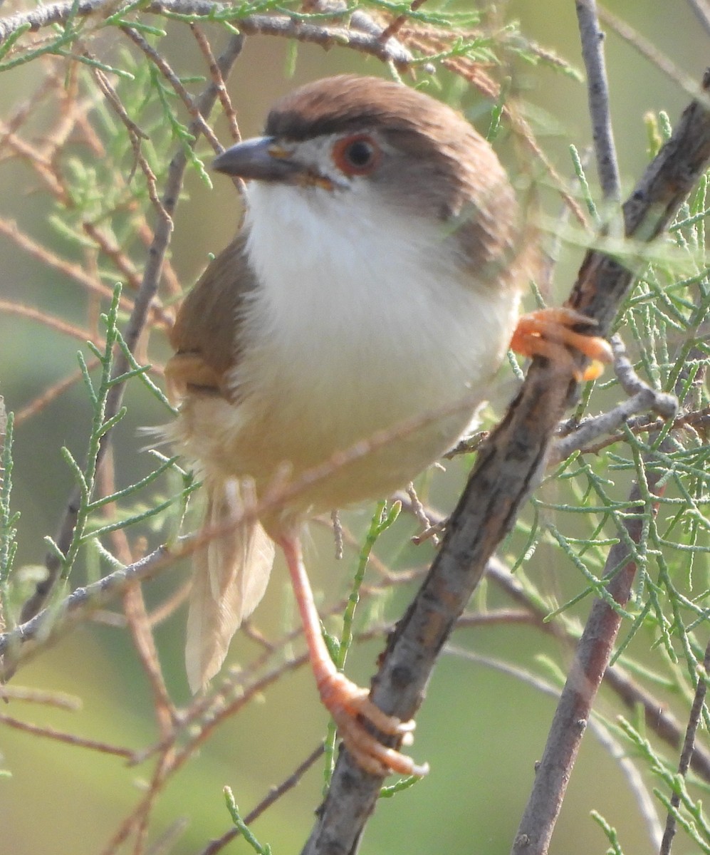 Yellow-eyed Babbler - ML625349626