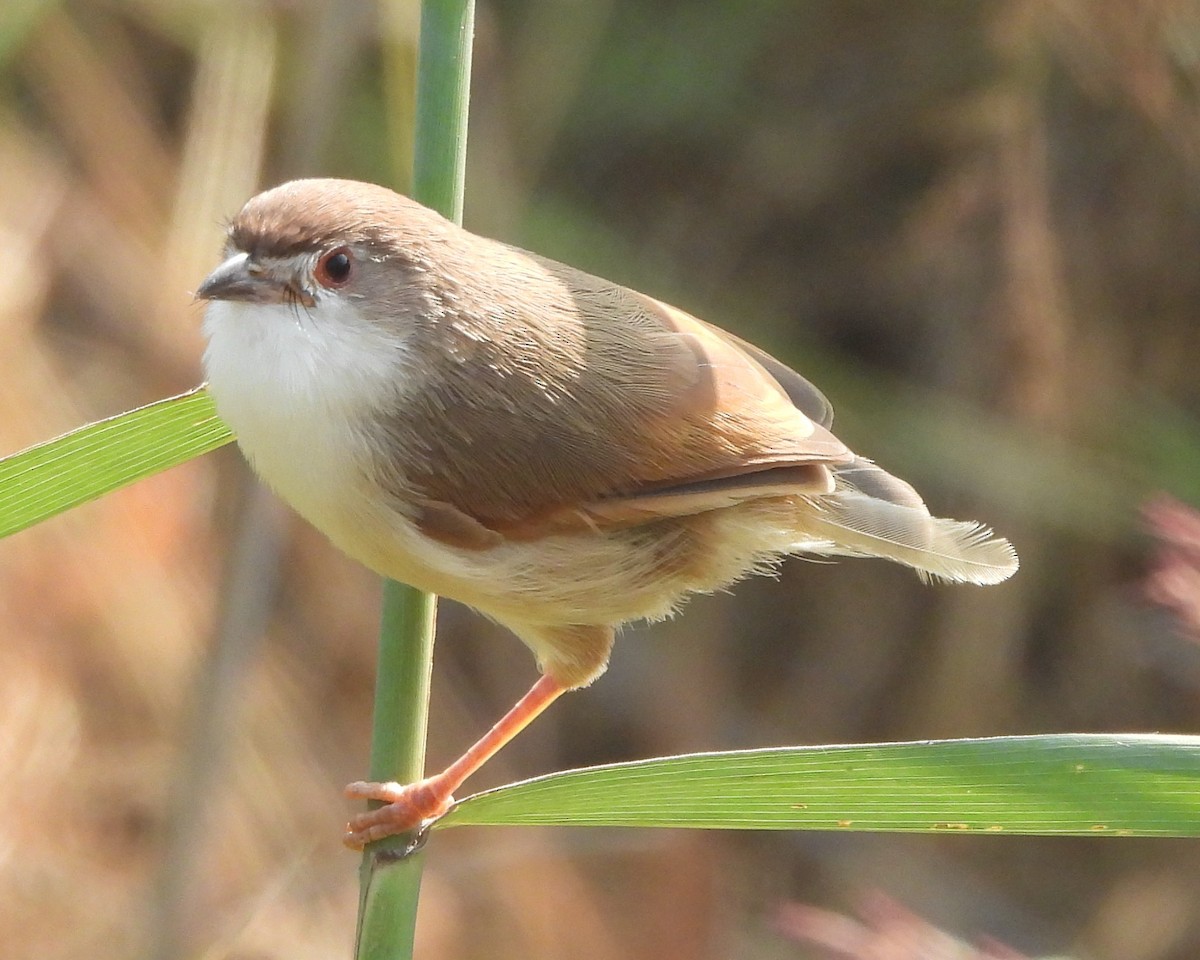 Yellow-eyed Babbler - ML625349627