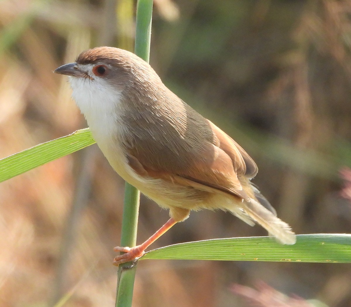 Yellow-eyed Babbler - ML625349628