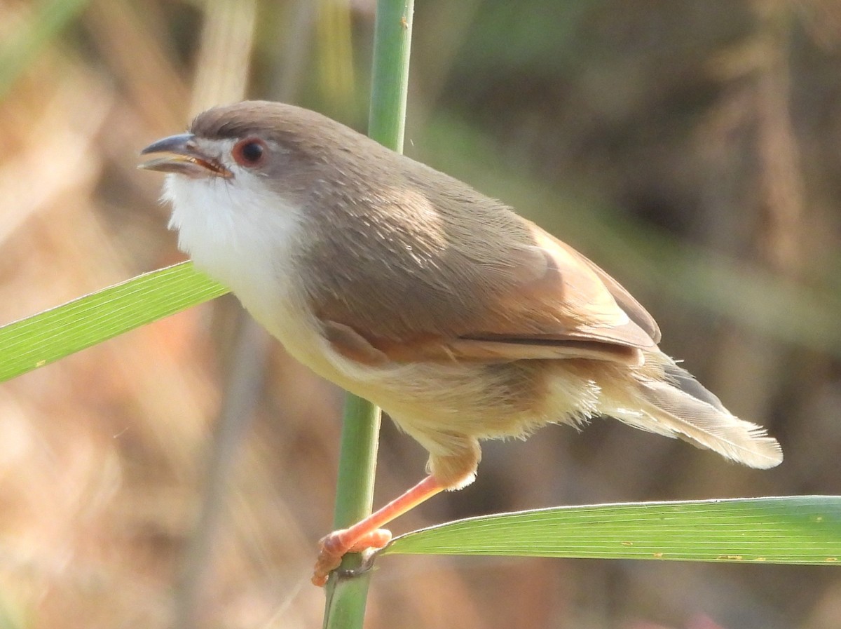 Yellow-eyed Babbler - ML625349629