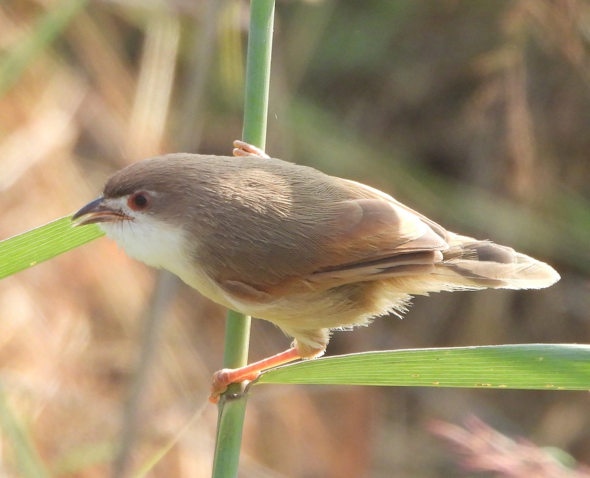 Yellow-eyed Babbler - ML625349630