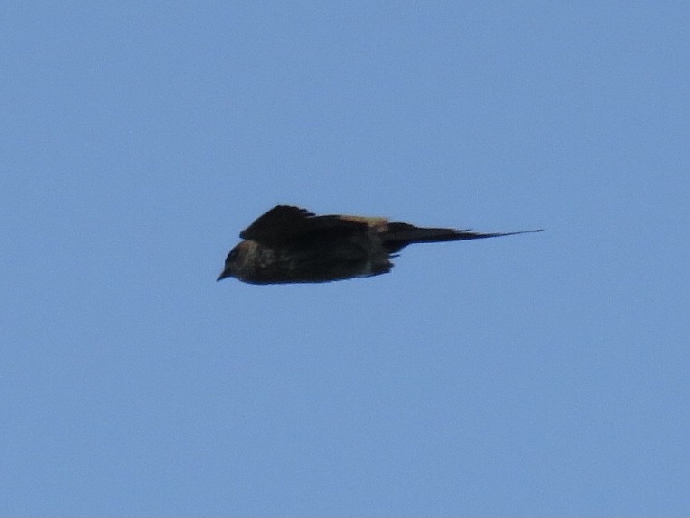 Golondrina Dáurica Oriental (grupo striolata) - ML625349691