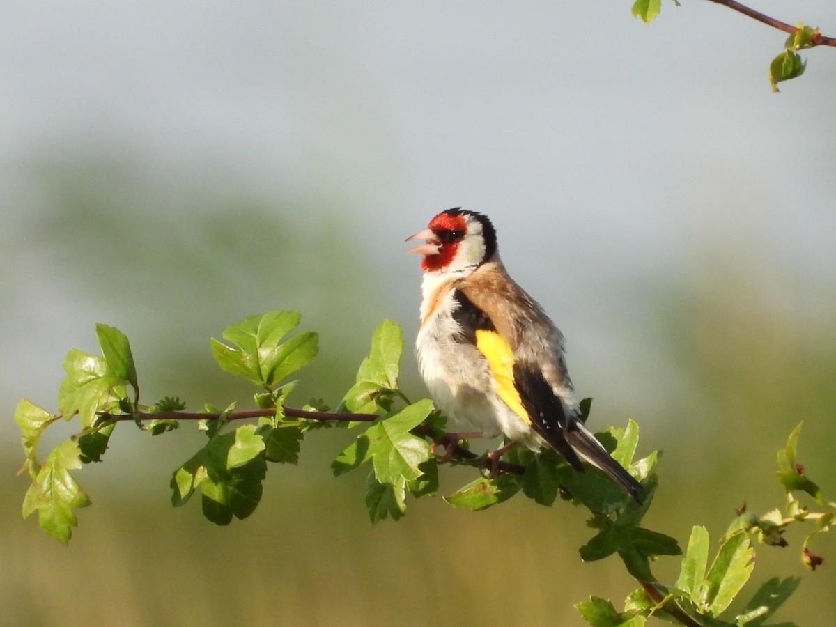 Chardonneret élégant - ML625349716