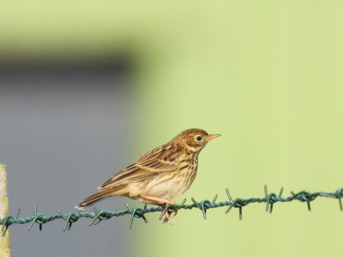Pipit farlouse - ML625349721