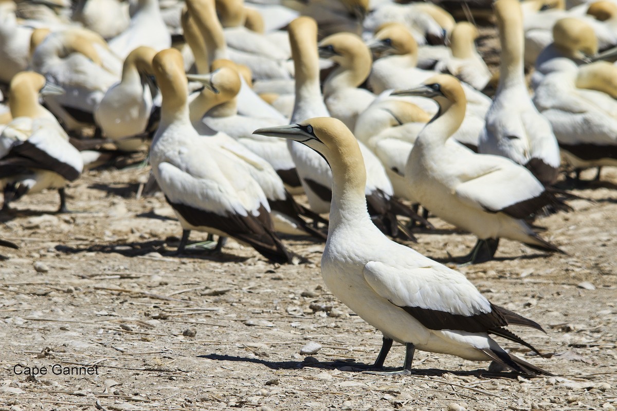 Cape Gannet - ML625349747