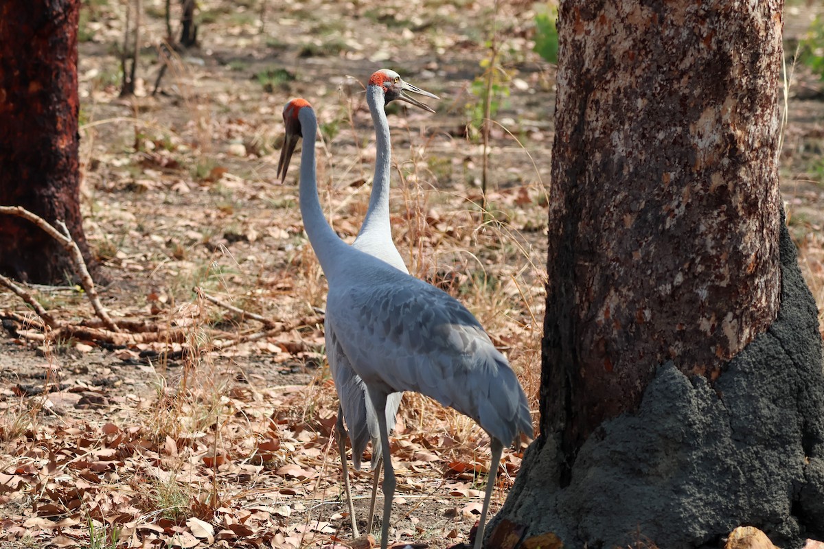 Brolga - Sonia Boughton