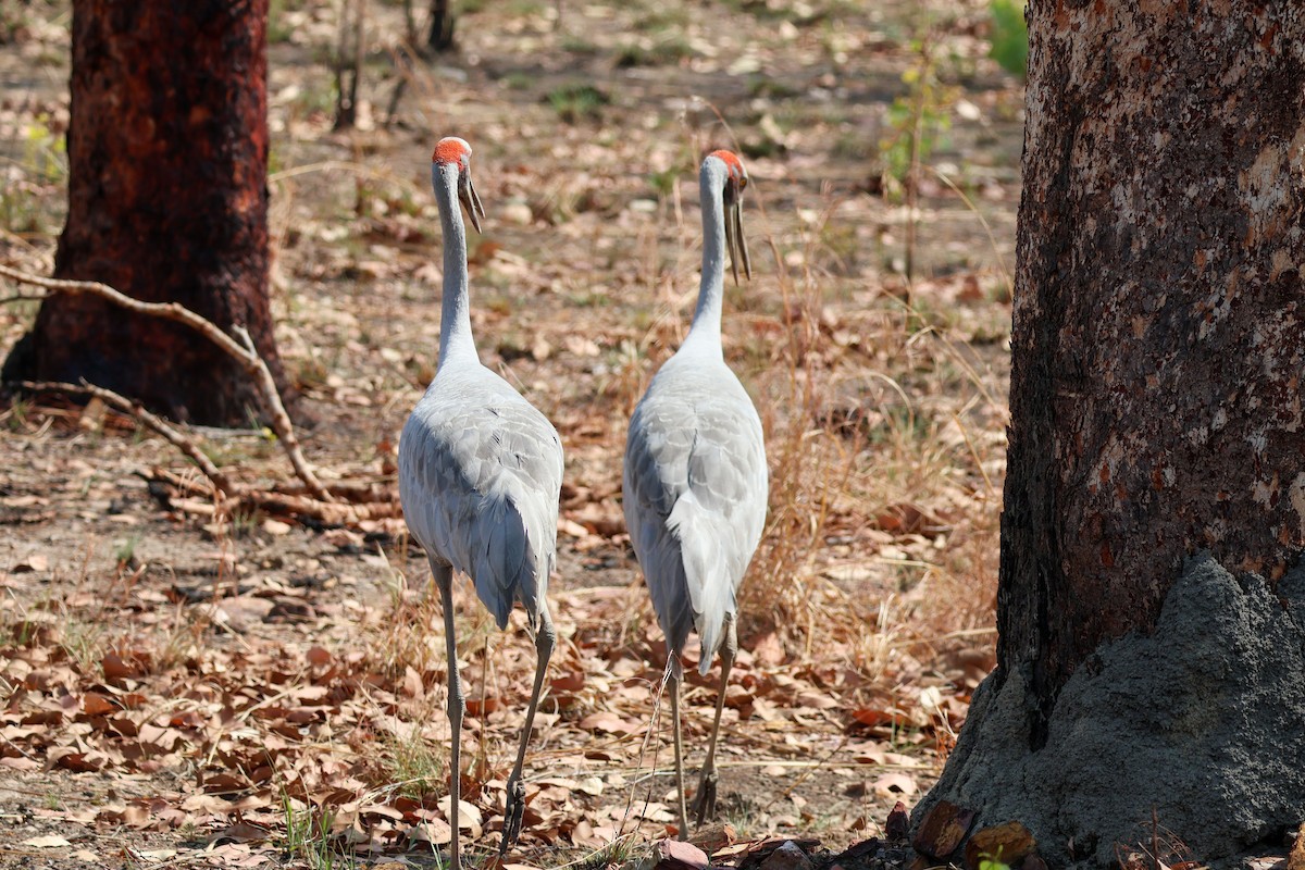 Brolga - ML625349802