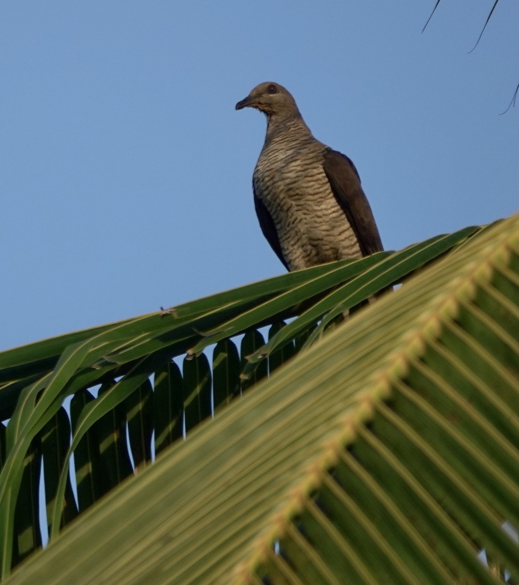Flores Sea Cuckoo-Dove - ML625349827