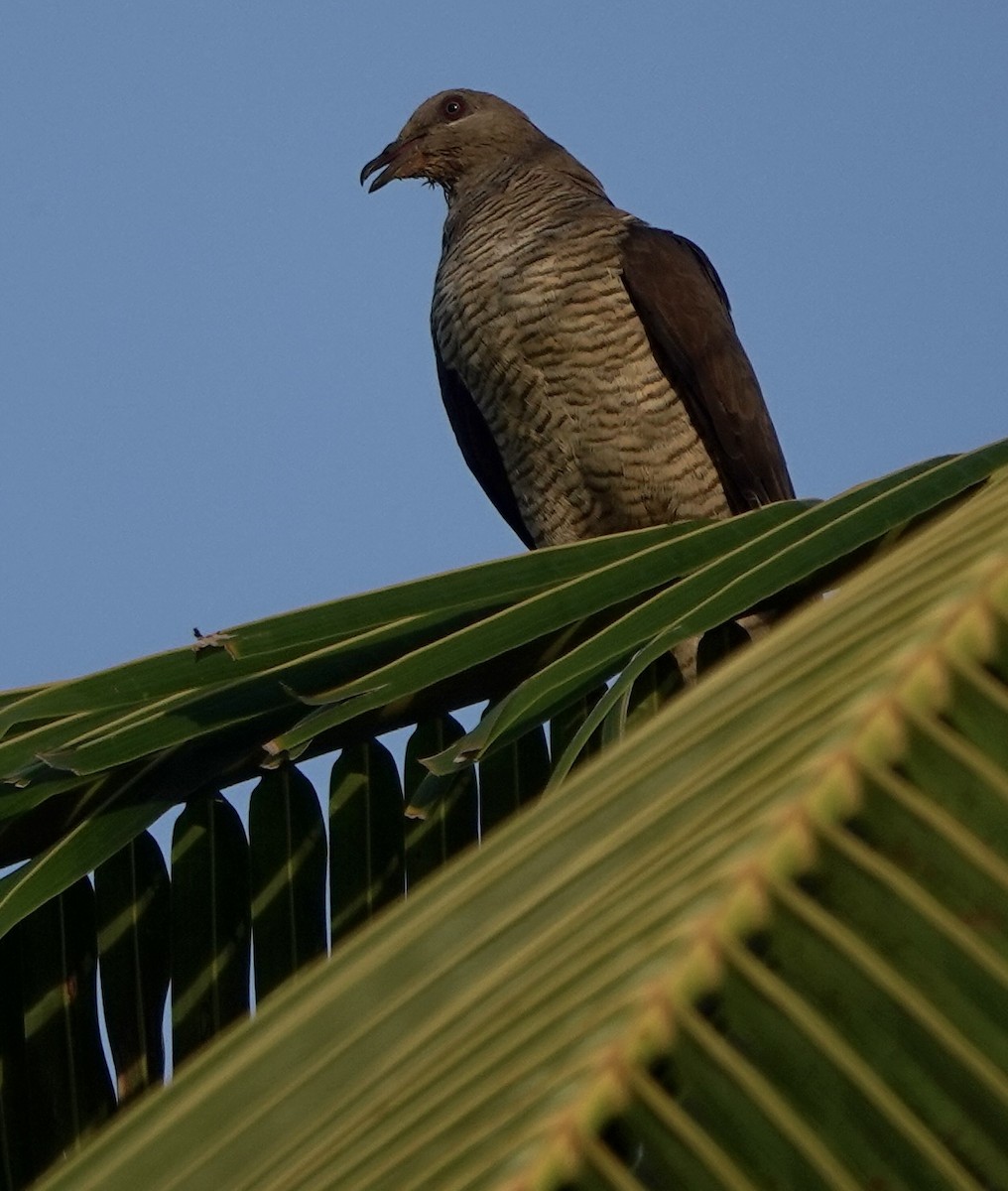 Flores Sea Cuckoo-Dove - ML625349828