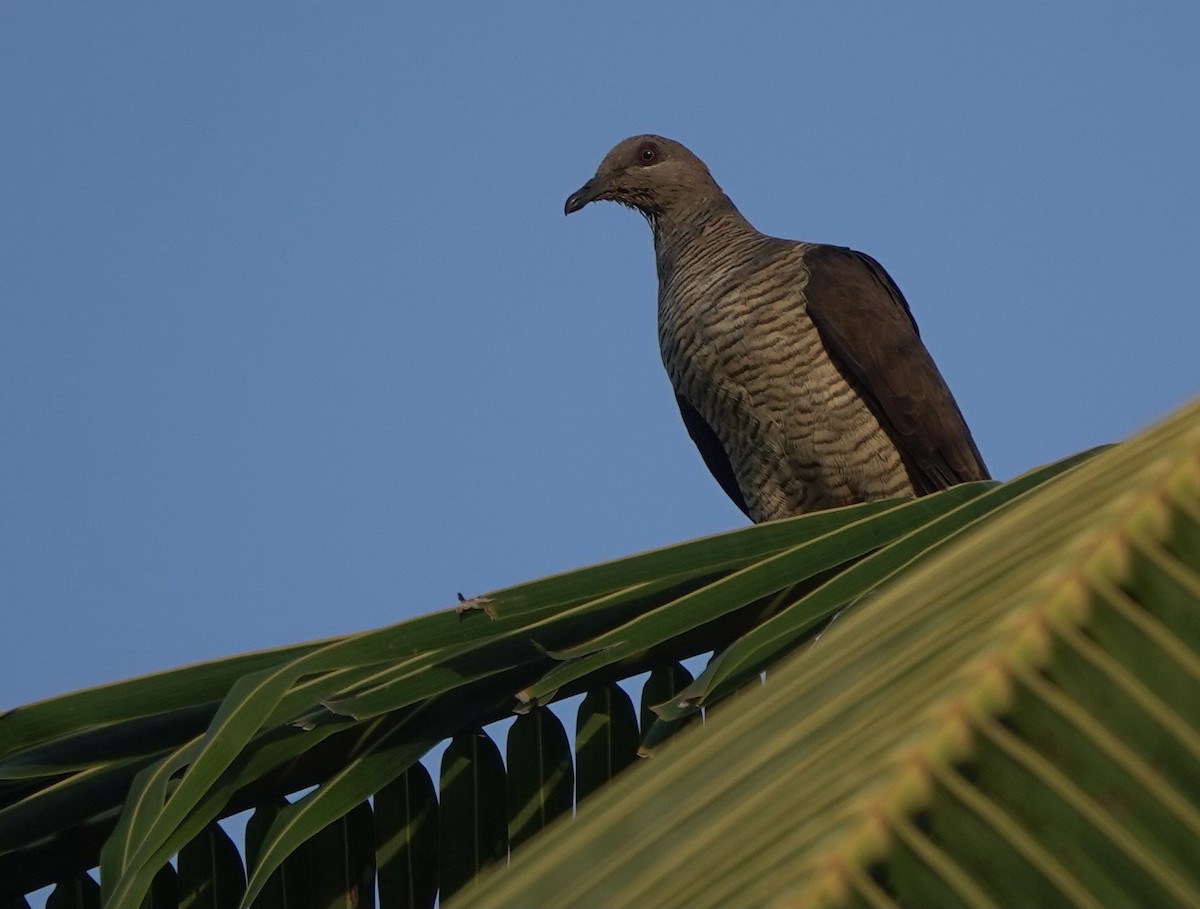 Flores Sea Cuckoo-Dove - ML625349829