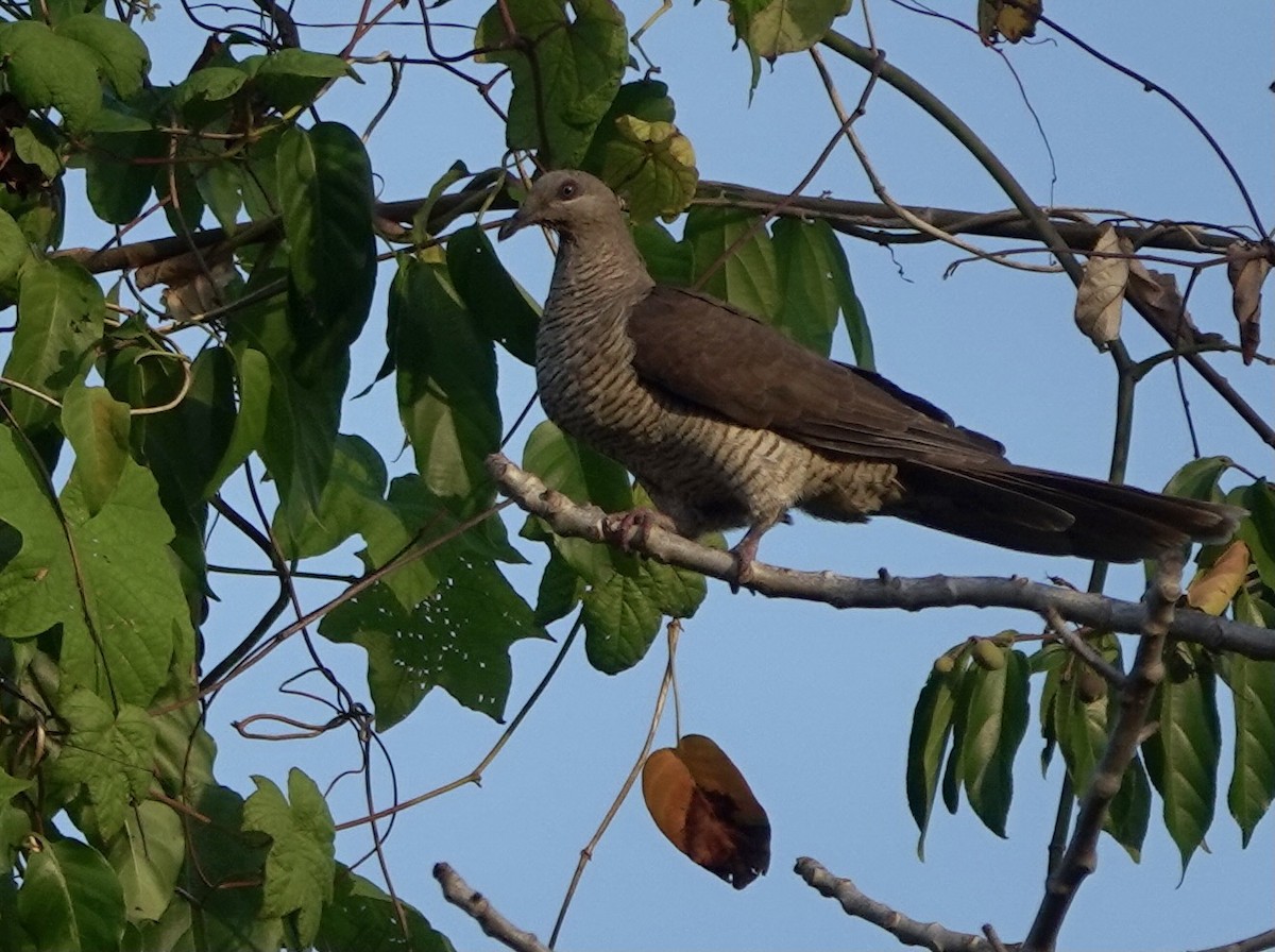 Flores Sea Cuckoo-Dove - ML625349830