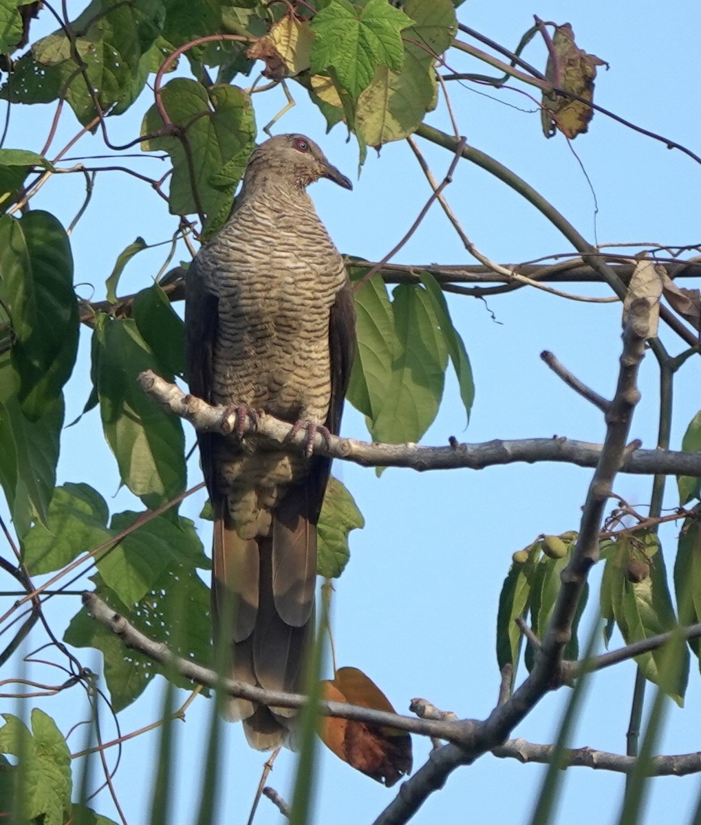 Flores Sea Cuckoo-Dove - ML625349831