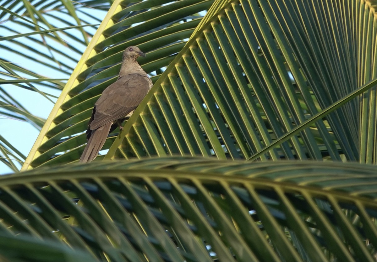 Flores Sea Cuckoo-Dove - ML625349832