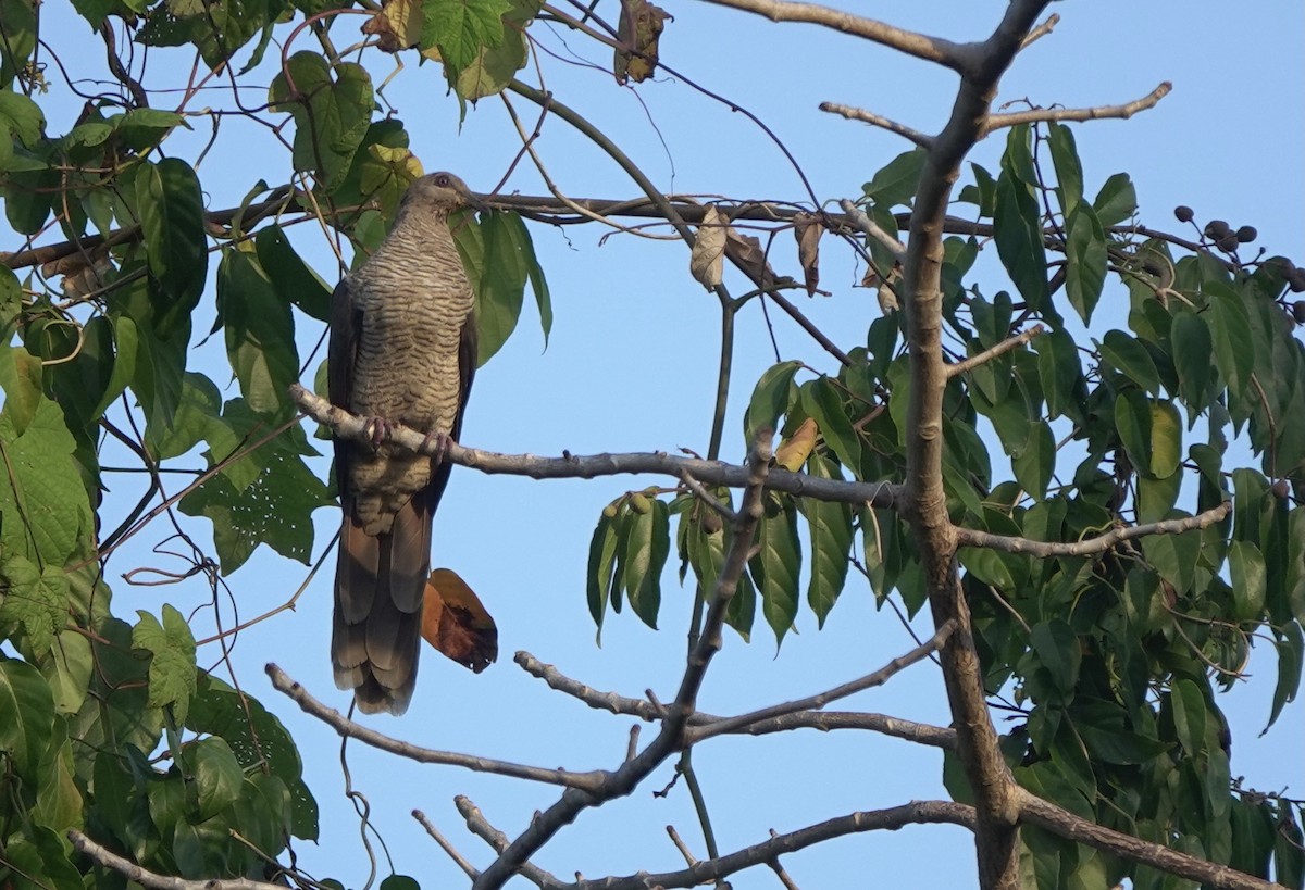 Flores Sea Cuckoo-Dove - ML625349833