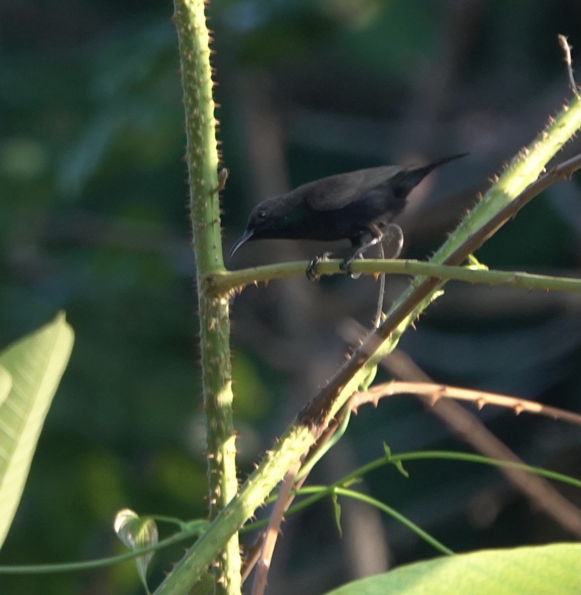 Flores Sea Sunbird - ML625349854