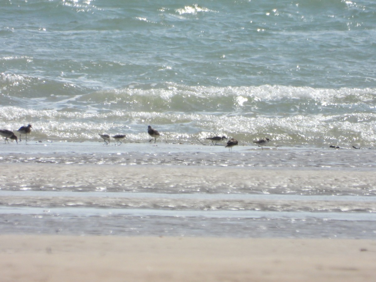 Red-necked Stint - ML625349867