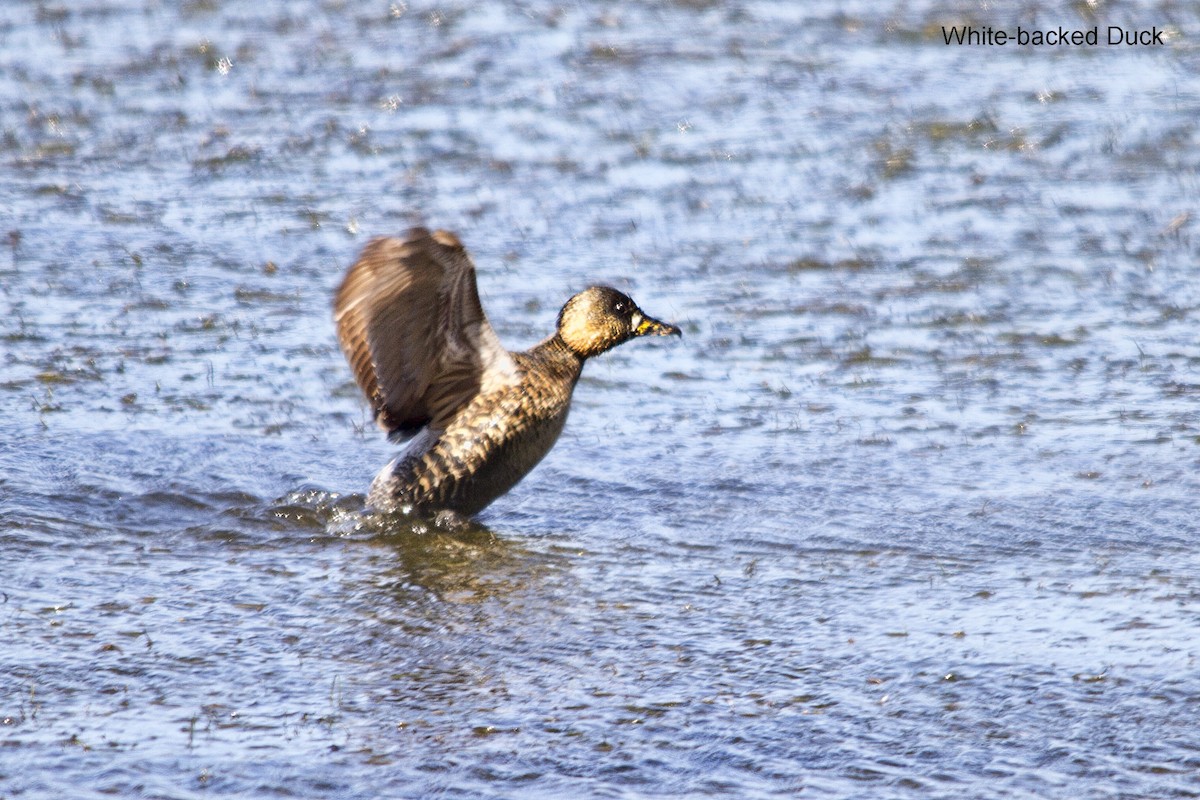 White-backed Duck - ML625349883