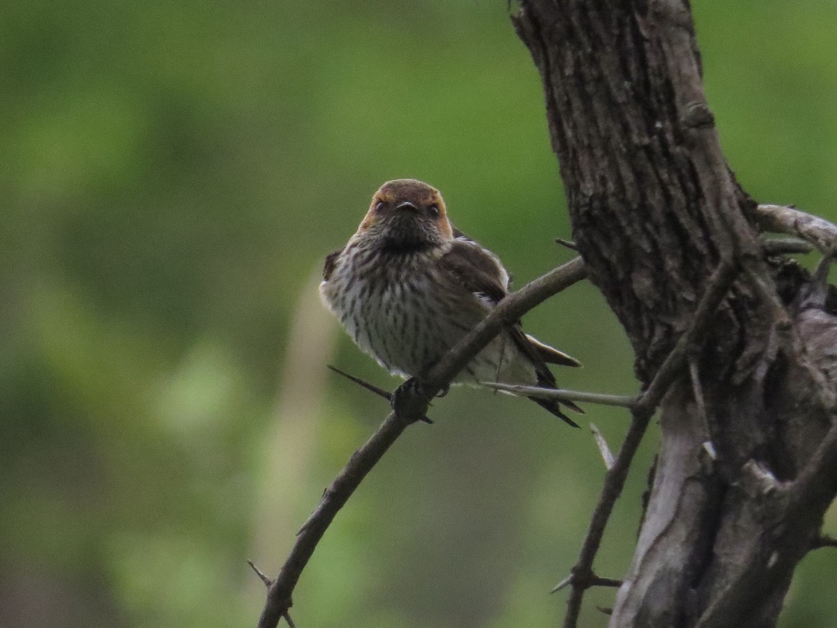 Lesser Striped Swallow - ML625349887