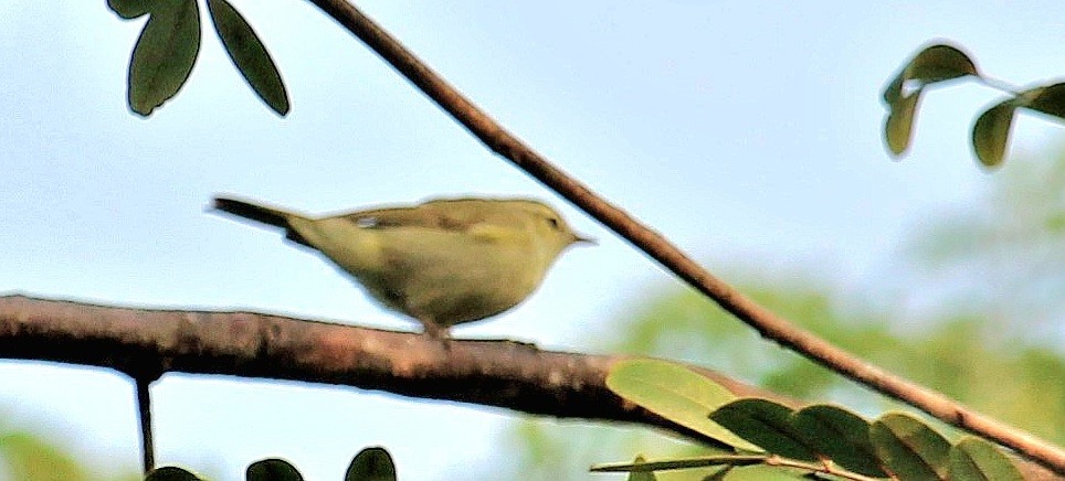 Greenish Warbler - Dr Nandini Patil