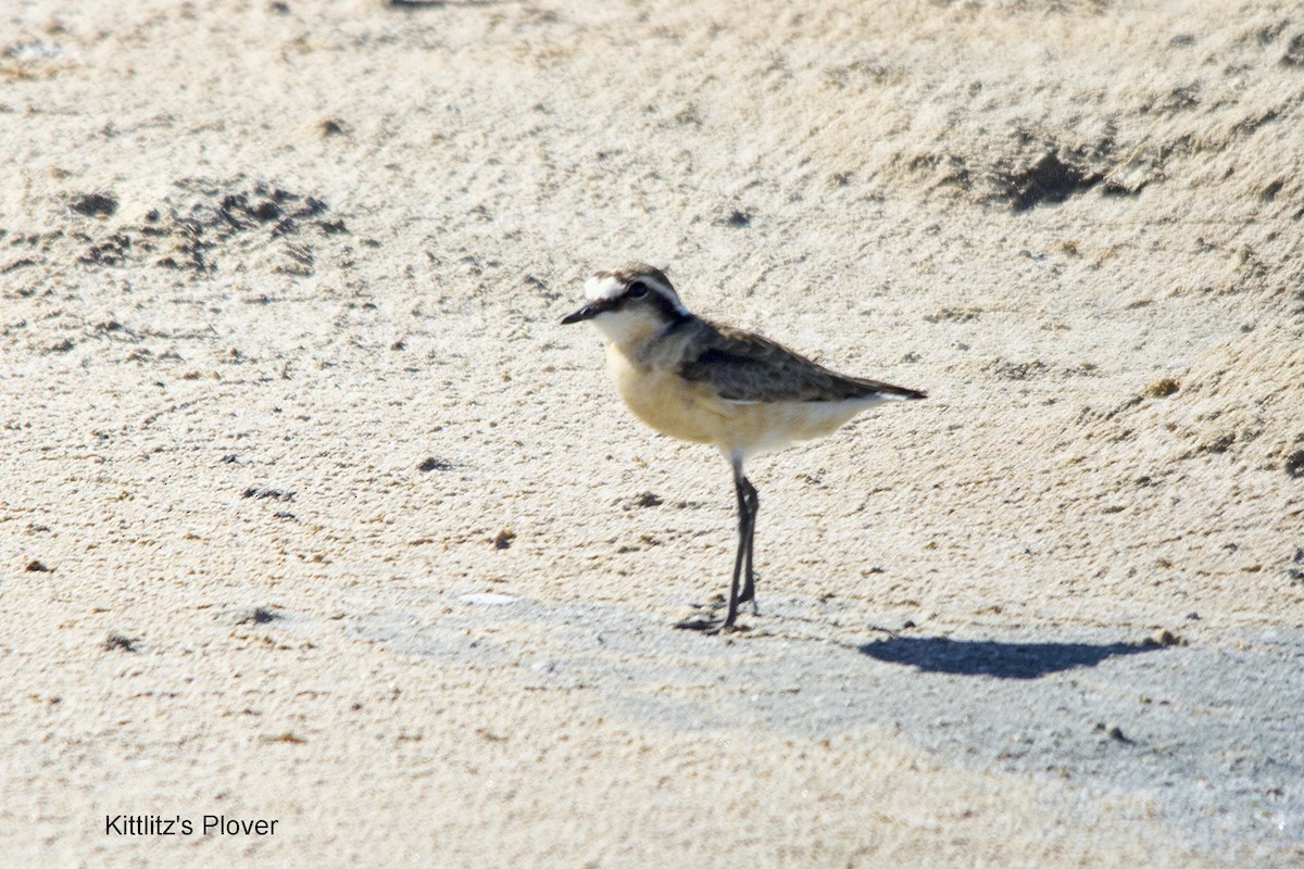 Kittlitz's Plover - ML625349931