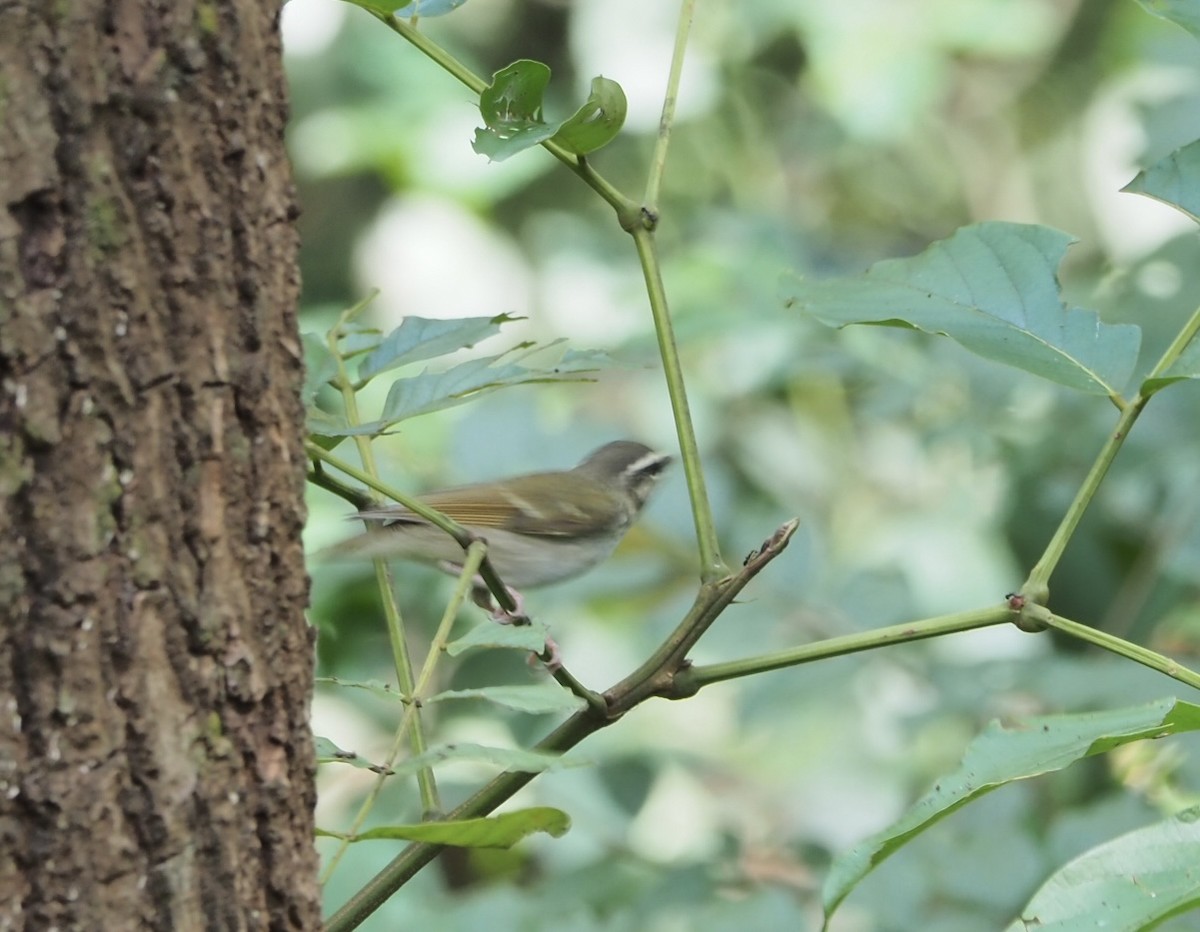 Pale-legged Leaf Warbler - ML625349938