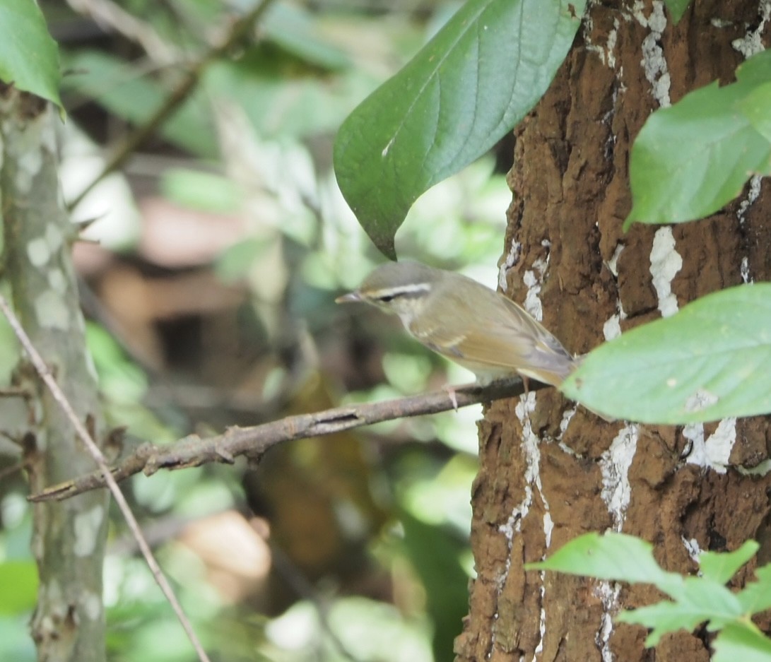 Pale-legged Leaf Warbler - ML625349939