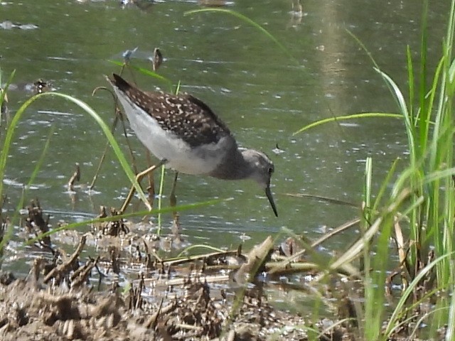 Wood Sandpiper - Gerald Moore