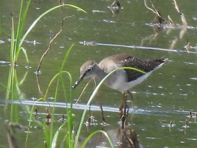 Wood Sandpiper - ML625349945