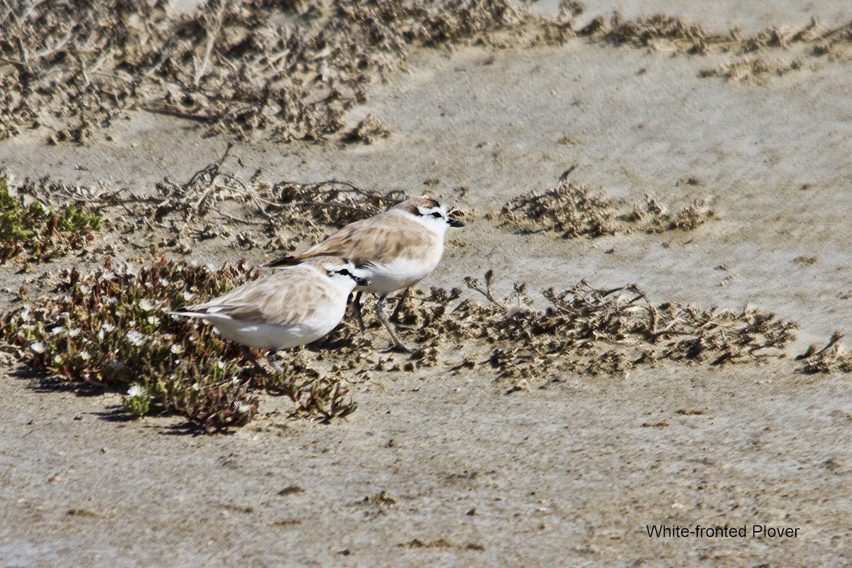 White-fronted Plover - ML625349946