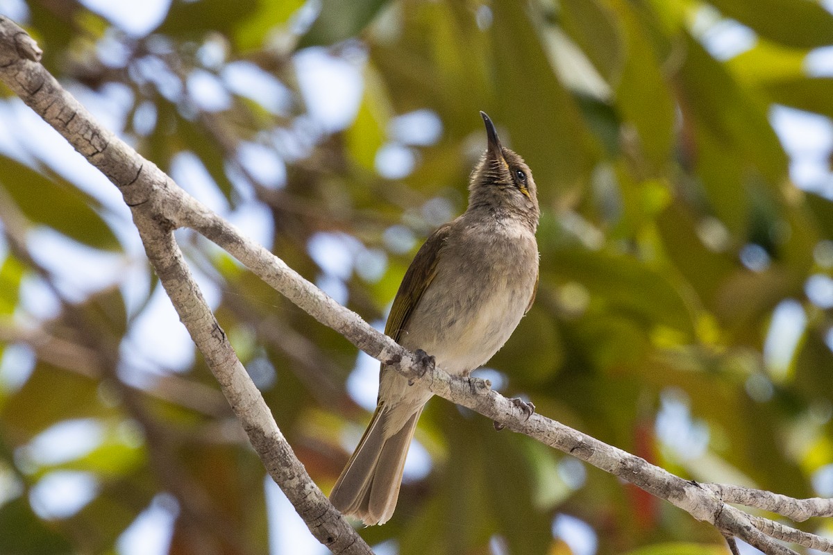 Brown Honeyeater - ML625350039