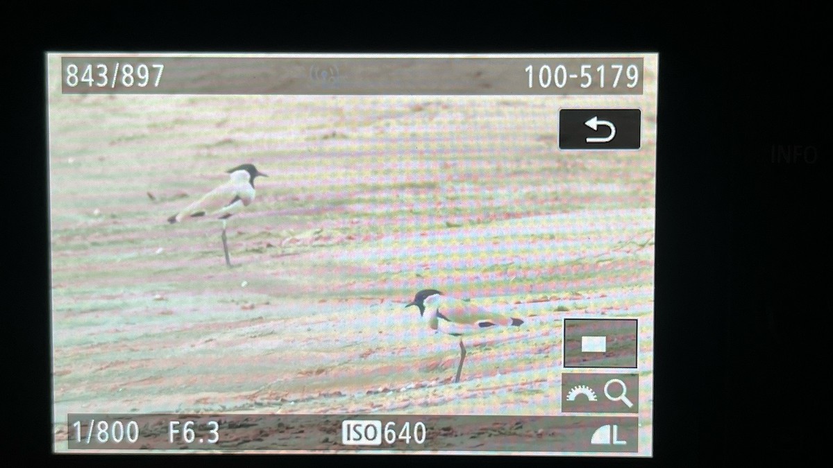 River Lapwing - ML625350041