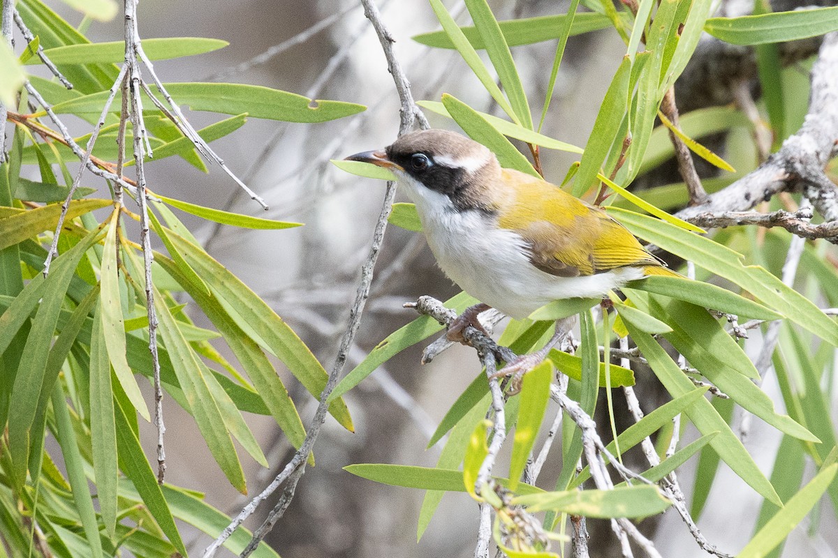 White-throated Honeyeater - ML625350104