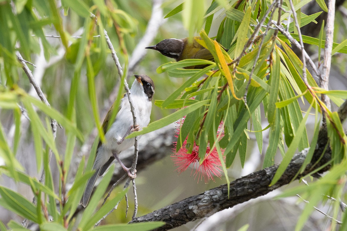 White-throated Honeyeater - ML625350119