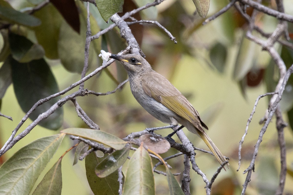 Brown Honeyeater - ML625350168