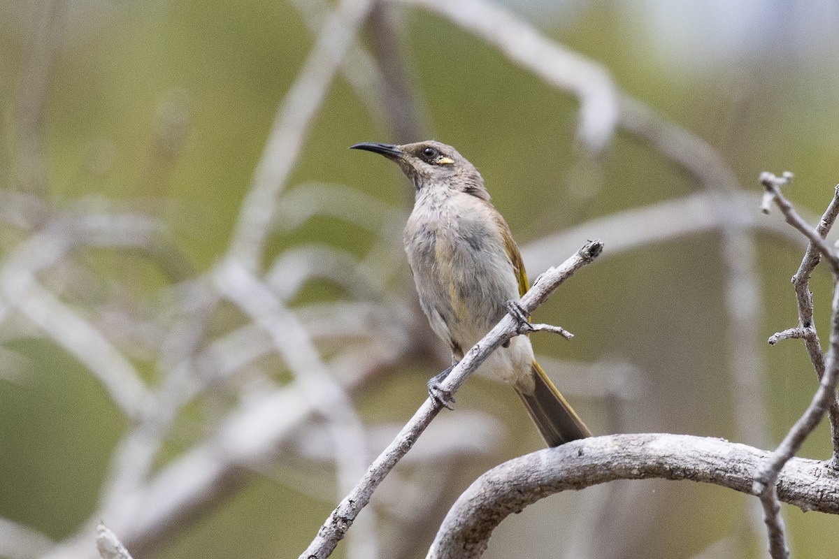 Brown Honeyeater - Luciano Naka