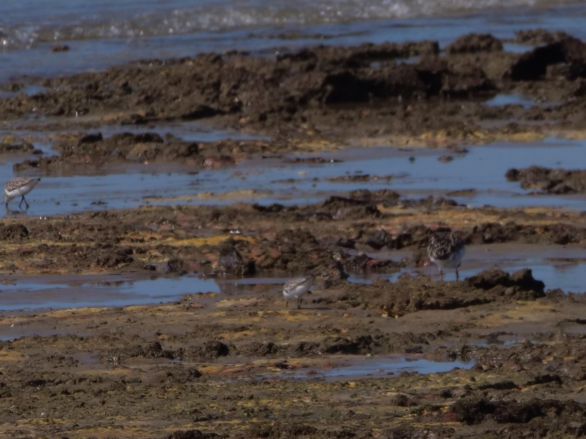 Red-necked Stint - ML625350227