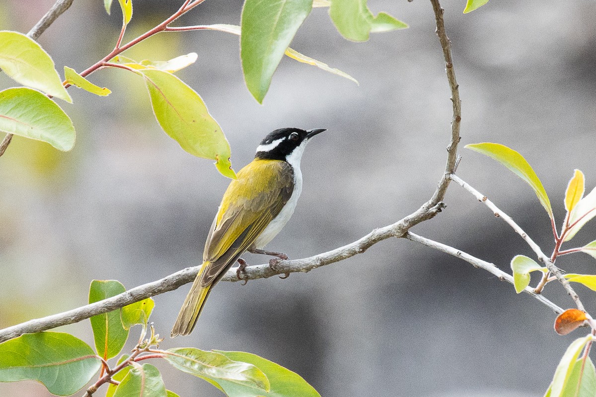 White-throated Honeyeater - ML625350253