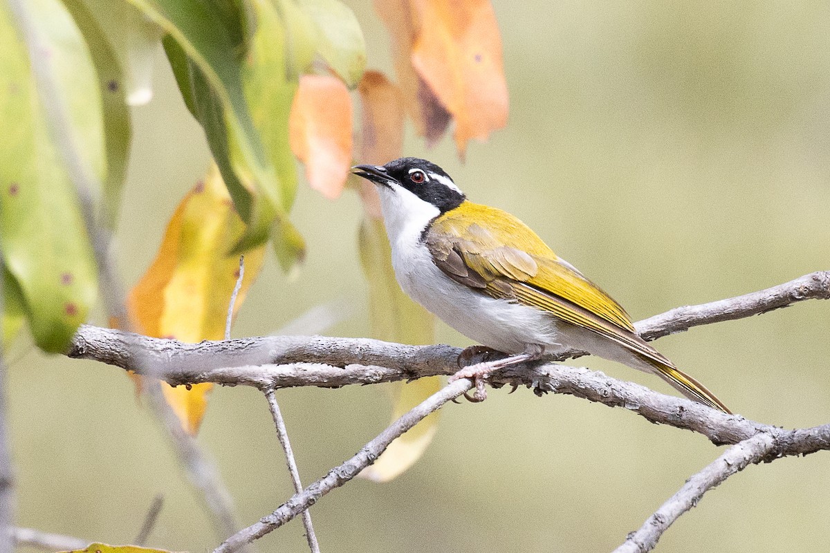 White-throated Honeyeater - ML625350348