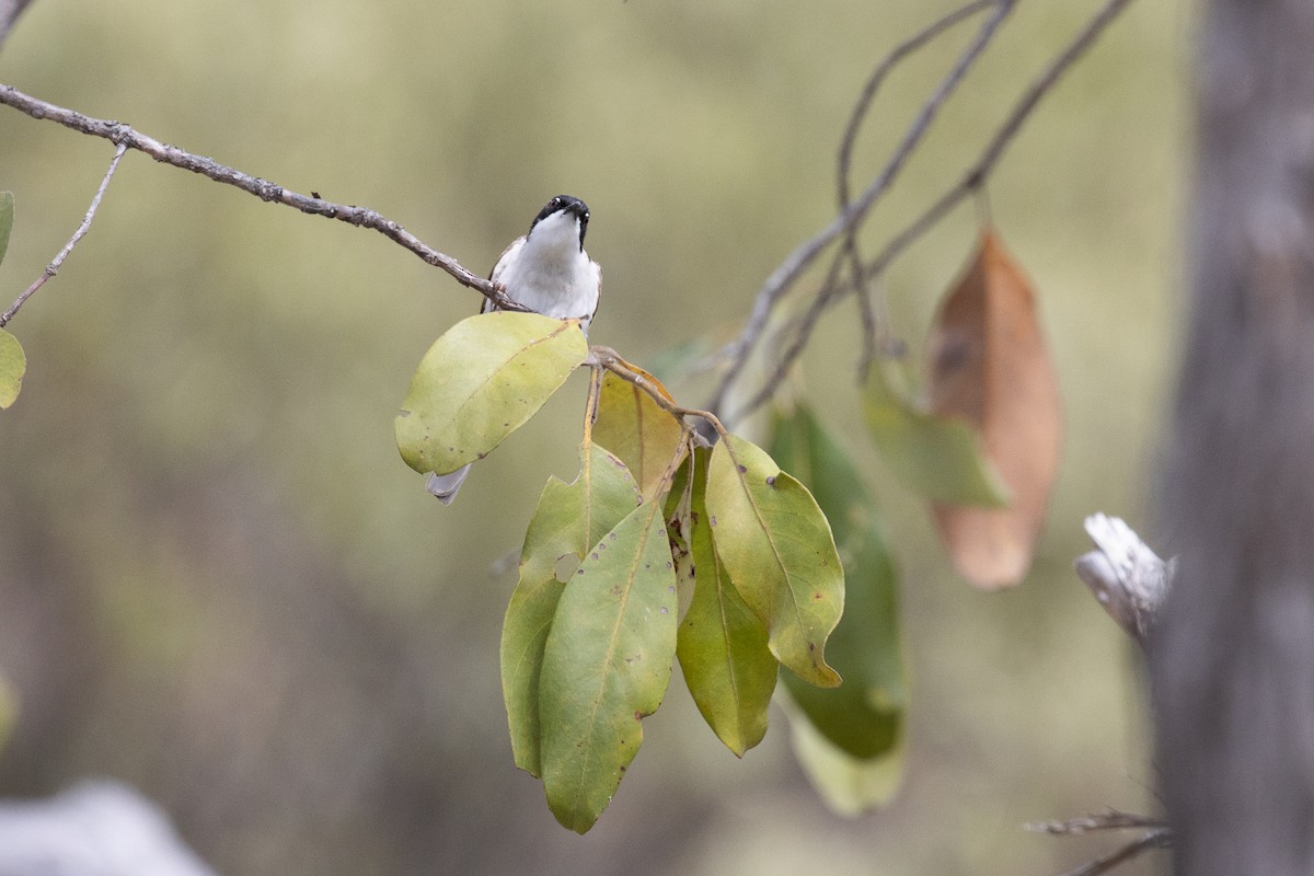 White-throated Honeyeater - ML625350372