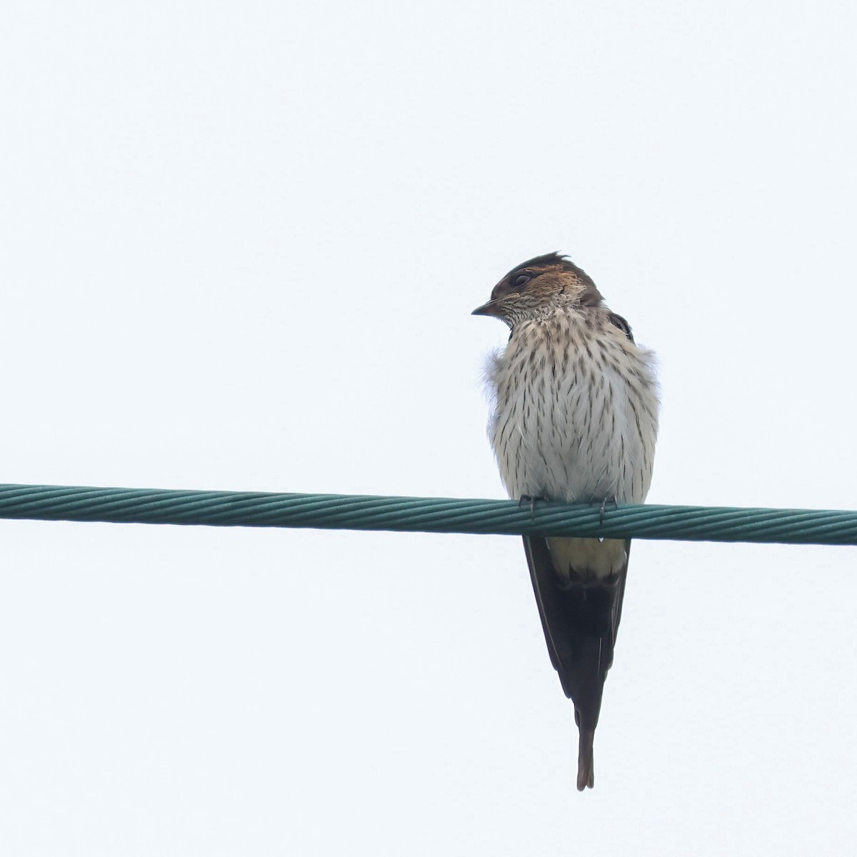 Eastern Red-rumped Swallow (Striated) - ML625350575