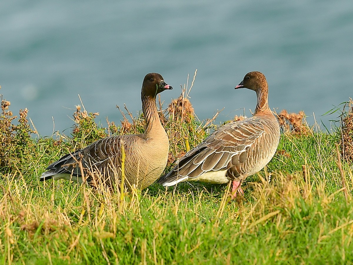 Pink-footed Goose - ML625350627