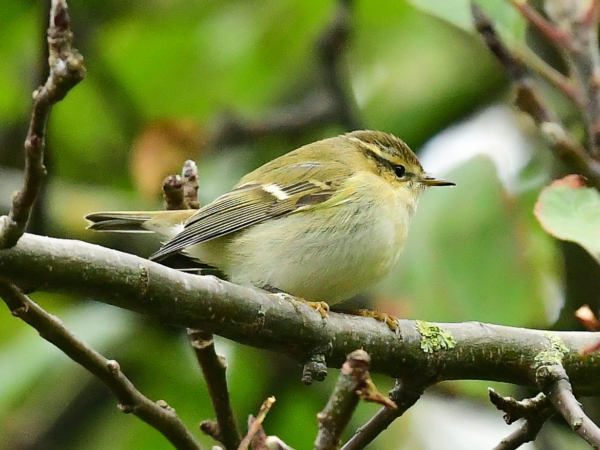 Hume's Warbler - ML625350651