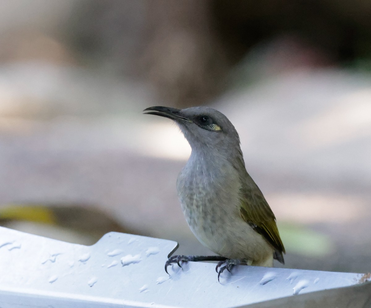 Brown Honeyeater - ML625350788