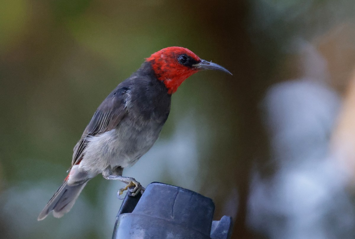 Red-headed Myzomela - ML625350790