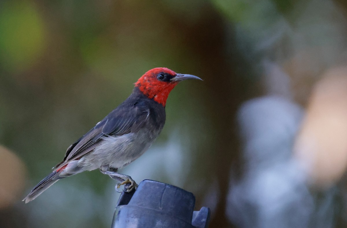 Red-headed Myzomela - ML625350791