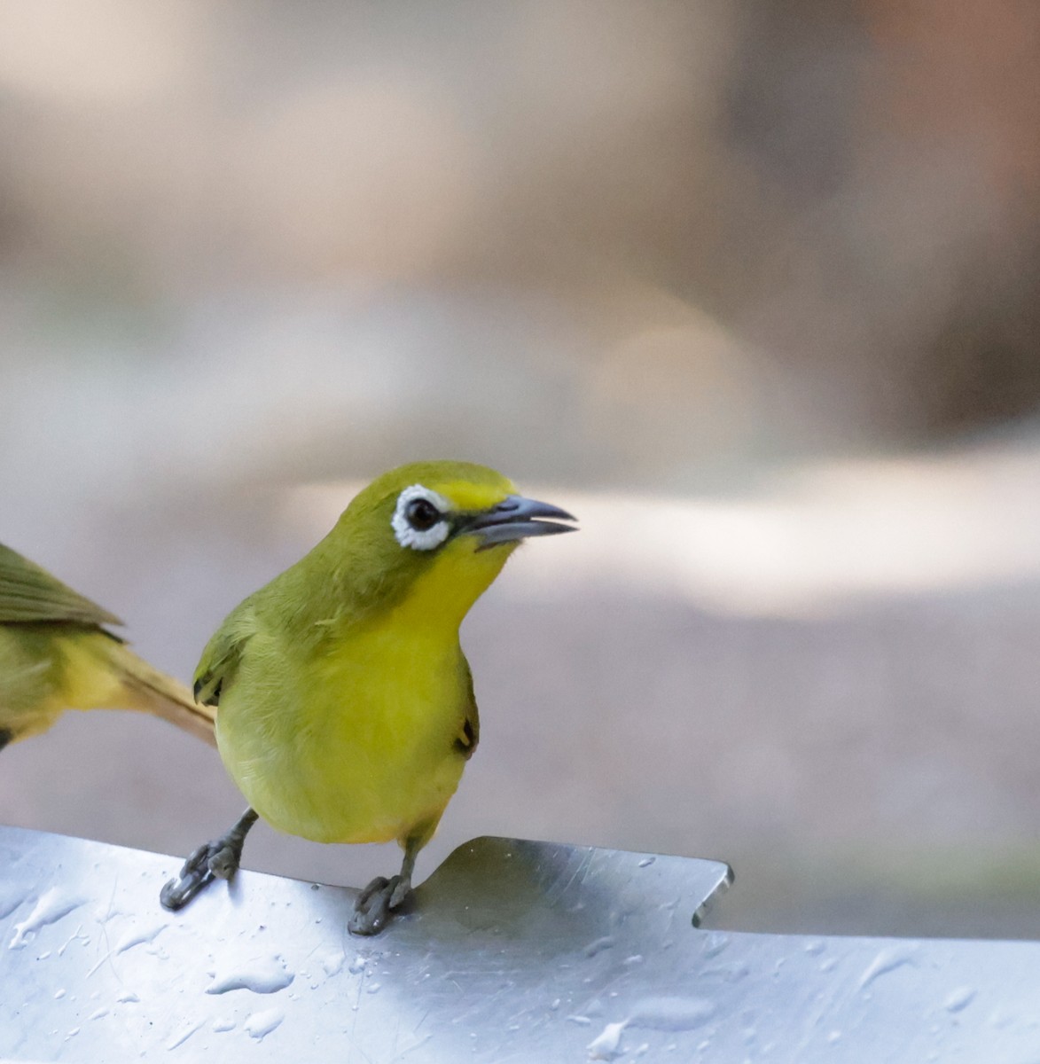 Australian Yellow White-eye - ML625350793