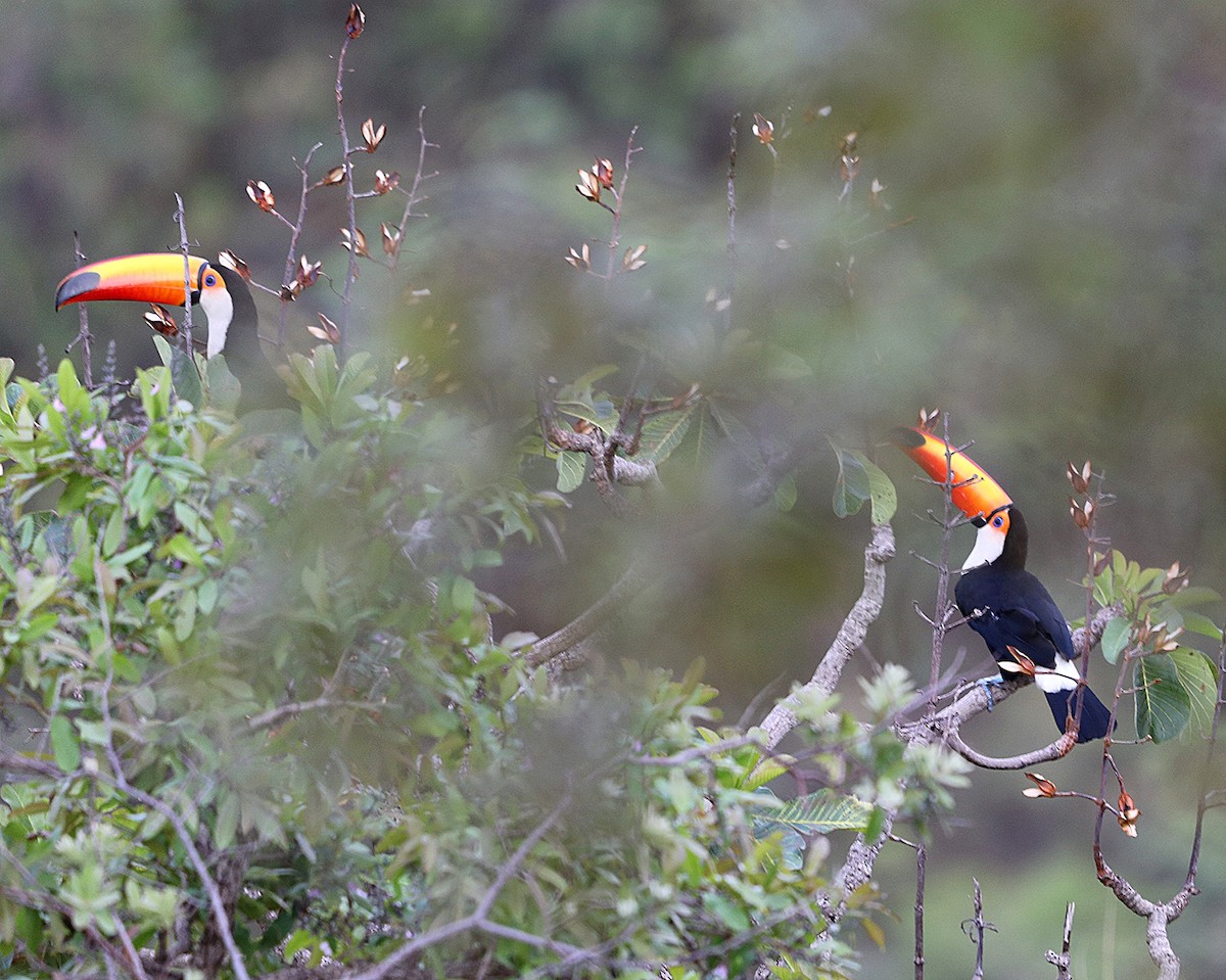 Toco Toucan - ML625350822