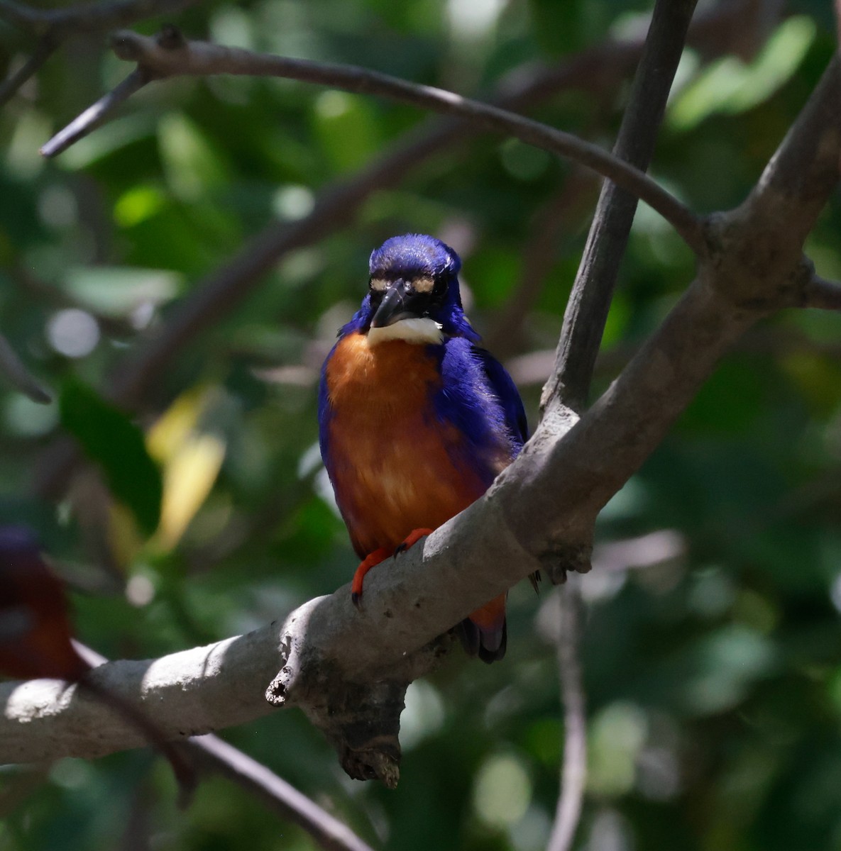 Azure Kingfisher - ML625350854