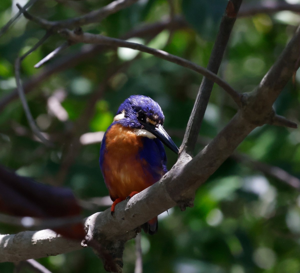 Azure Kingfisher - ML625350855