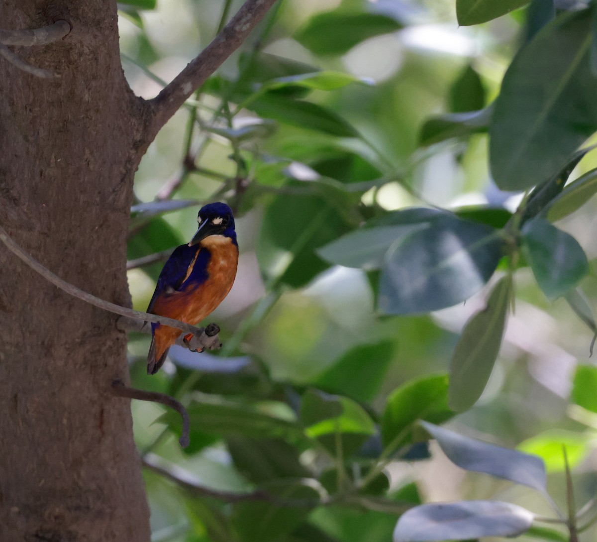 Azure Kingfisher - ML625350858